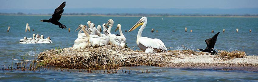 Delta Dunării